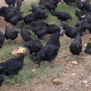 Black Chickens